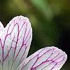 Geranium x oxonianum 'Katherine Adele', flowers