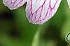 Geranium x oxonianum 'Katherine Adele', flowers