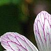 Geranium x oxonianum 'Katherine Adele', flowers