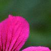 Geranium 'Patricia', flowers