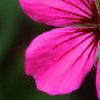 Geranium 'Patricia', flowers