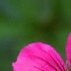 Geranium 'Patricia', flowers