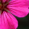 Geranium 'Patricia', flowers