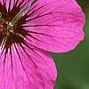 Geranium 'Patricia', flowers