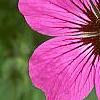 Geranium 'Patricia', flowers