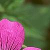 Geranium 'Patricia', flowers