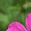 Geranium 'Patricia', flowers