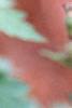 Geranium phaeum, flowers