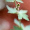Geranium phaeum, flowers