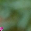 Geranium phaeum, flowers