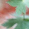 Geranium phaeum, flowers