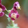 Geranium phaeum, flowers