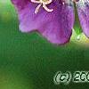 Geranium phaeum, flowers