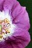 Geranium phaeum, flowers