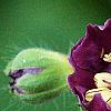Geranium phaeum, flowers