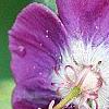 Geranium phaeum, flowers