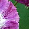 Geranium phaeum, flowers