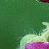 Geranium phaeum, flowers