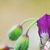 Geranium phaeum, flowers