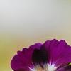 Geranium phaeum, flowers