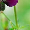 Geranium phaeum, flowers