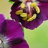 Geranium phaeum, flowers