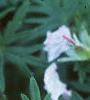 Geranium pratense, flowers