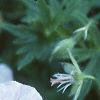 Geranium pratense, flowers