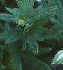 Geranium pratense, flowers