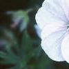 Geranium pratense, flowers