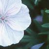 Geranium pratense, flowers