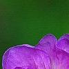 Geranium pratense 'Plenum Caeruleum', flowers