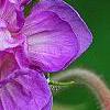 Geranium pratense 'Plenum Caeruleum', flowers