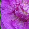 Geranium pratense 'Plenum Caeruleum', flowers