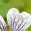 Geranium renardii, flowers