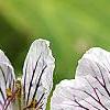Geranium renardii, flowers