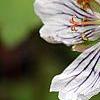 Geranium renardii, flowers