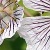 Geranium renardii, flowers
