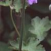 Geranium renardii 'Terra Franche', flowers