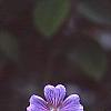 Geranium renardii 'Terra Franche', flowers