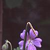 Geranium renardii 'Terra Franche', flowers
