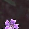 Geranium renardii 'Terra Franche', flowers