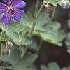 Geranium renardii 'Terra Franche', flowers
