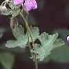 Geranium renardii 'Terra Franche', flowers