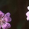 Geranium renardii 'Terra Franche', flowers