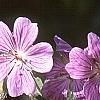 Geranium renardii 'Terra Franche', flowers