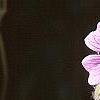 Geranium renardii 'Terra Franche', flowers