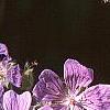 Geranium renardii 'Terra Franche', flowers