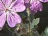 Geranium renardii 'Terra Franche', flowers