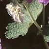 Geranium renardii 'Terra Franche', flowers